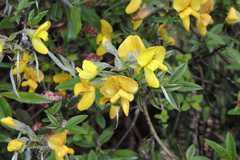 Piptanthus nepalensis